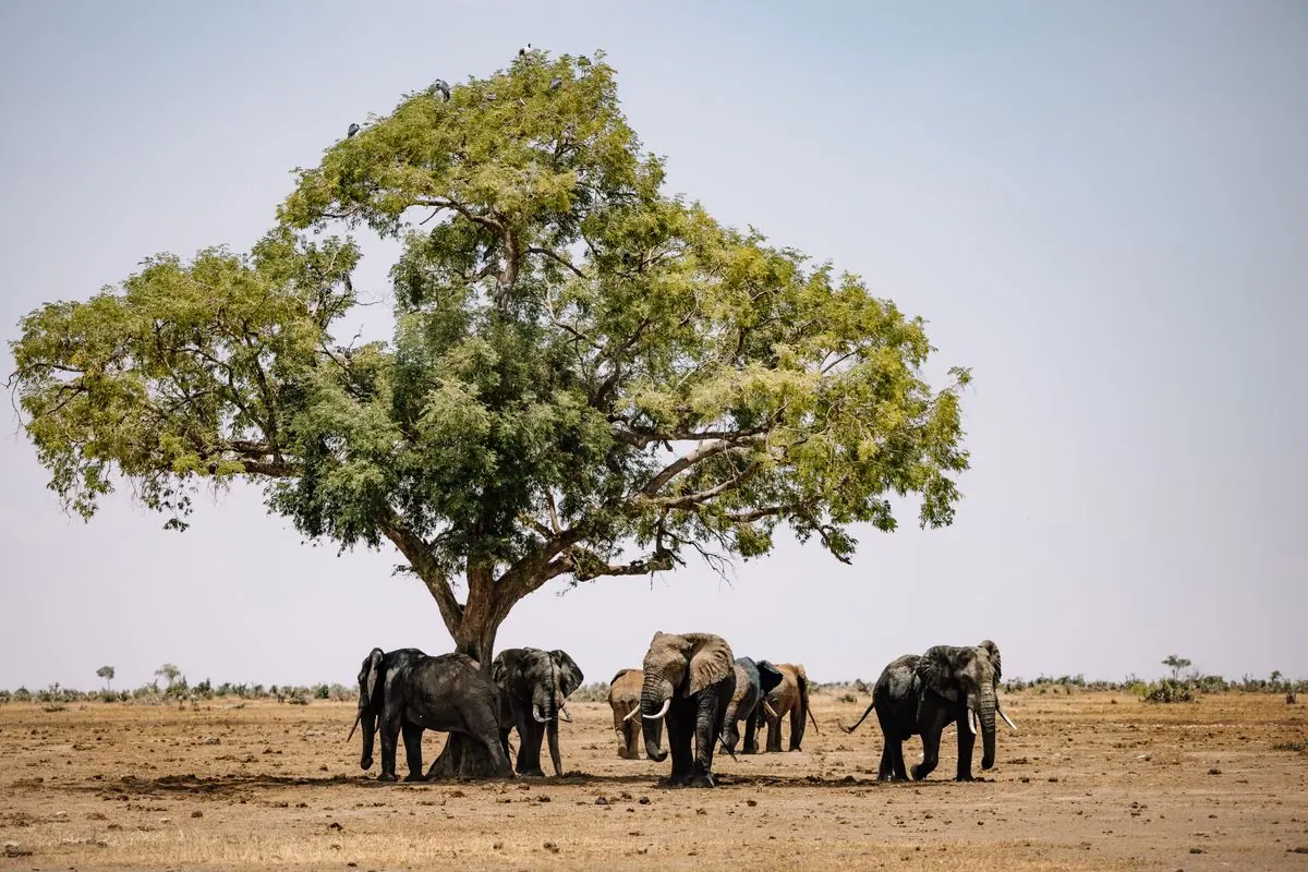 Afrika